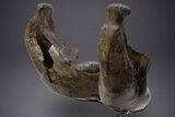 Wide Woolly Mammoth Lower Jaw With M/M Molars - Ukraine #370317-7